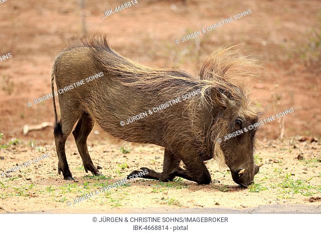 Warthog (Phacochoerus aethiopicus), adult feeding, Kruger National Park, South Africa