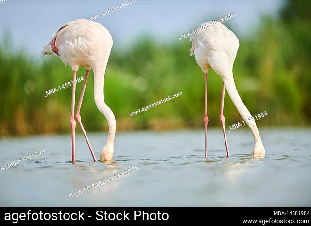 Pink flamingos (Phoenicopterus roseus), two, standing in water on shore, Camargue, France, Europe