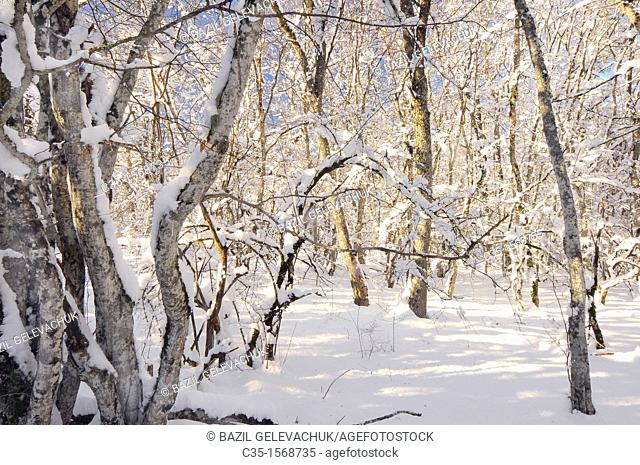 Peredovoe  Crimea  Ukraine Wood