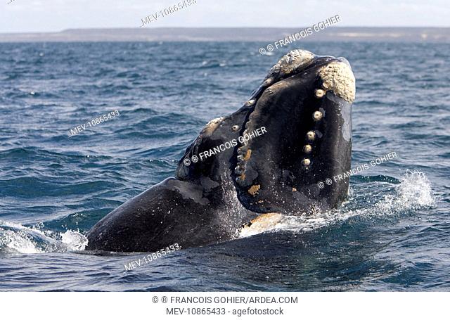Southern Right whale - a calf is raising the forward part of its head above the surface, close to the boat (Eubalaena australis)