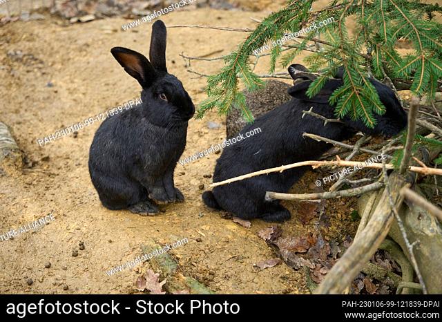 05 January 2023, Rhineland-Palatinate, Bell: The rabbits in the Bell Animal Adventure Park gnaw on a fir tree. As a change in their diet