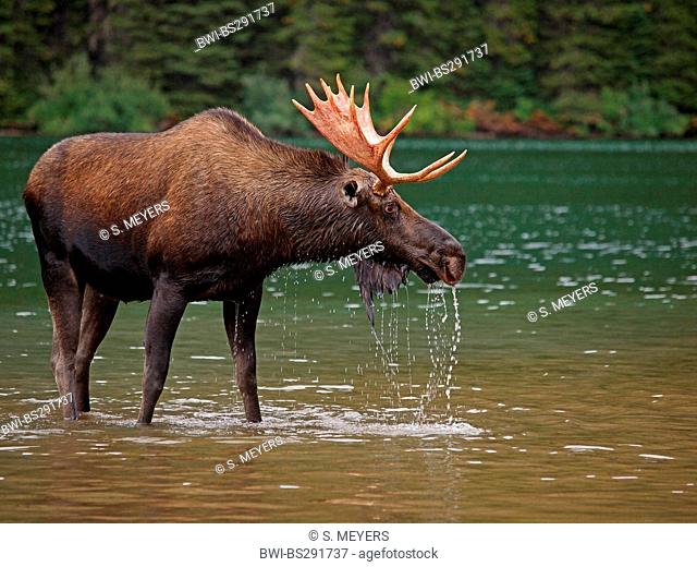 Canadian moose, Northwestern moose, Western moose (Alces alces andersoni, Alces andersoni), male in a lake, Canada, Waterton Lakes National Park