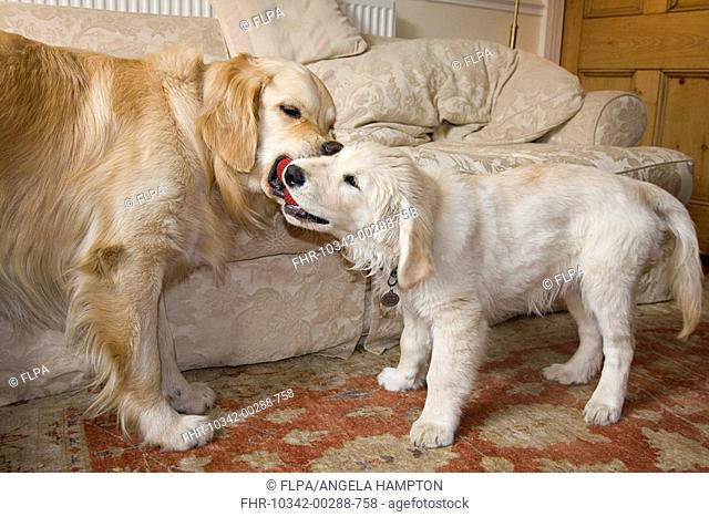 Domestic Dog, Golden Retriever, adult and puppy, playing, tugging on toy in lounge, England