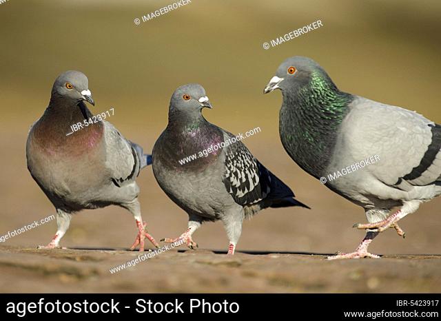 City pigeons, feral domestic pigeon