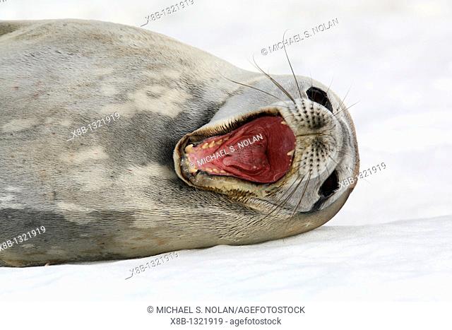 An adult Weddell seal Leptonychotes weddellii hauled out with mouth wide open notice the cleft in the end of the tongue on ice on Petermann Island near the...