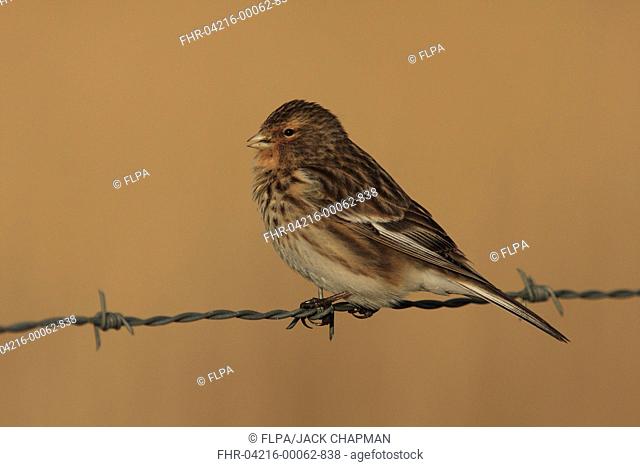 Twite Acanthis flavirostris adult, perched on barbed wire fence, Coll, Inner Hebrides, Scotland, april