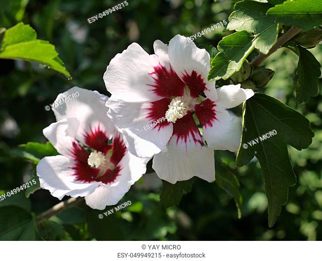 in the focus of the white with the burgundy middle of the flowers hibiscus attract a sweet nectar of insects