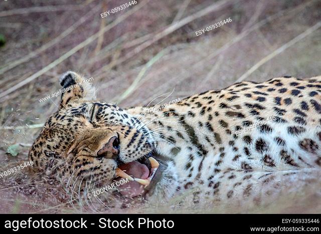 Close up of a female Leopard laying in the grass in the Kruger National Park, South Africa