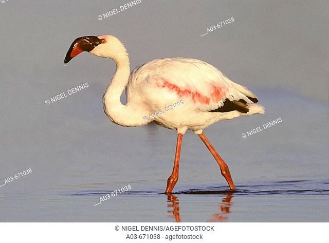 Lesser Flamingo, Phoenicopterus minor, Gauteng, South Africa
