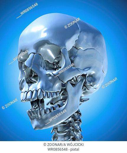 Human skull with a slightly open jaw