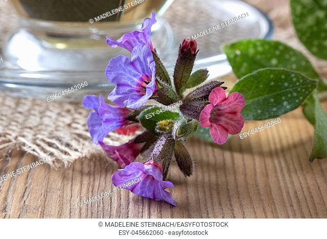 Detail of fresh lungwort, or pulmonaria flowers on a table