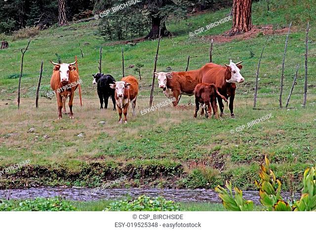 White-faced Hereford Cattle