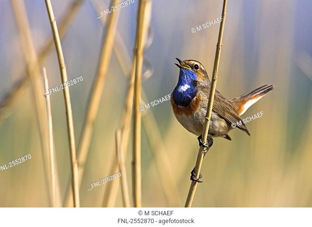 Close-up of Bluethroat Luscinia svecica perching on reed