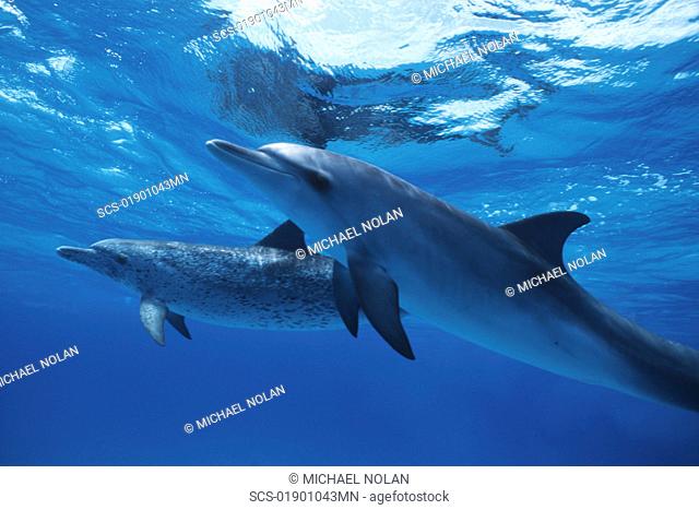 Atlantic Spotted Dolphin, Stenella frontalis, underwater on the Little Bahama Banks, GBI, Bahamas