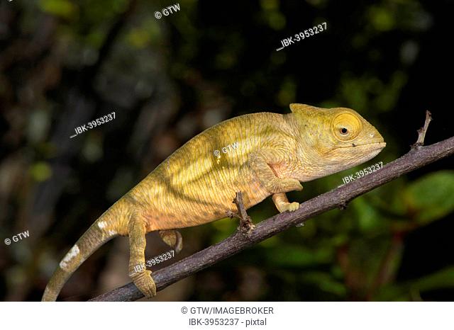 Parson's Chameleon (Calumma parsonii), young, Madagascar