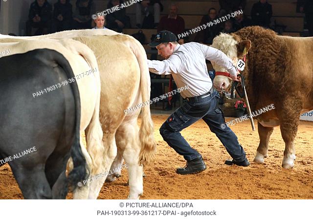 13 March 2019, Mecklenburg-Western Pomerania, Karow: At the breeding bull licensing before the 19th beef bull auction in the Rinder-Vermarktungszentrum