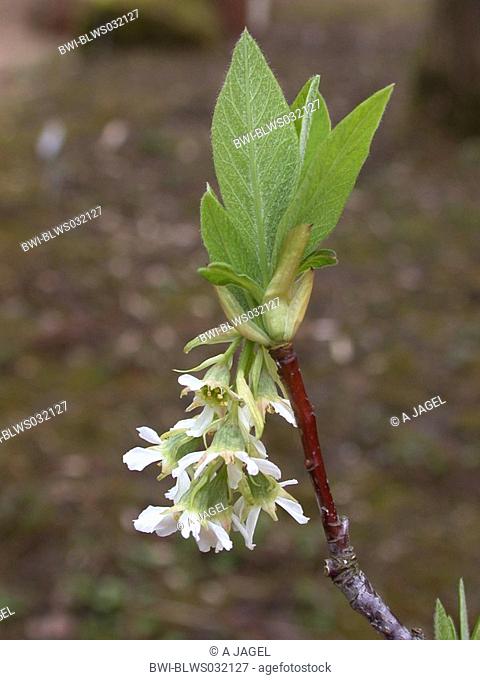 indian plum Osmaronia cerasiformis, Oemleria cerasiformis, inflorescence