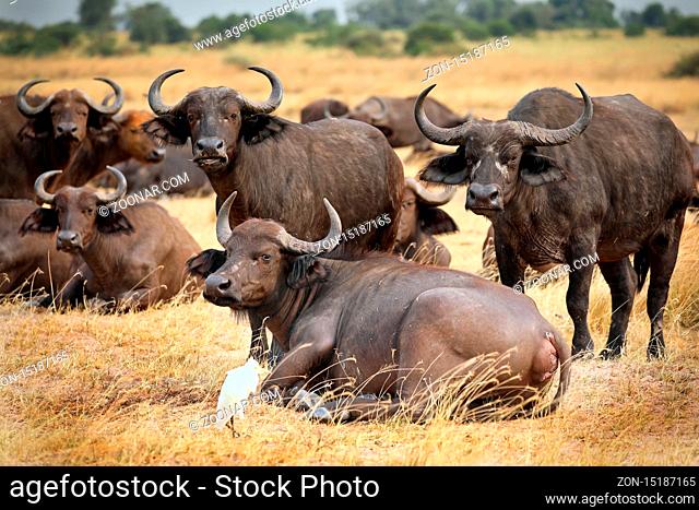 Afrikanischer Büffel im Murchison Falls Nationalpark Uganda (Syncerus caffer) | African buffalo, Murchison Falls National Park Uganda (Syncerus caffer)
