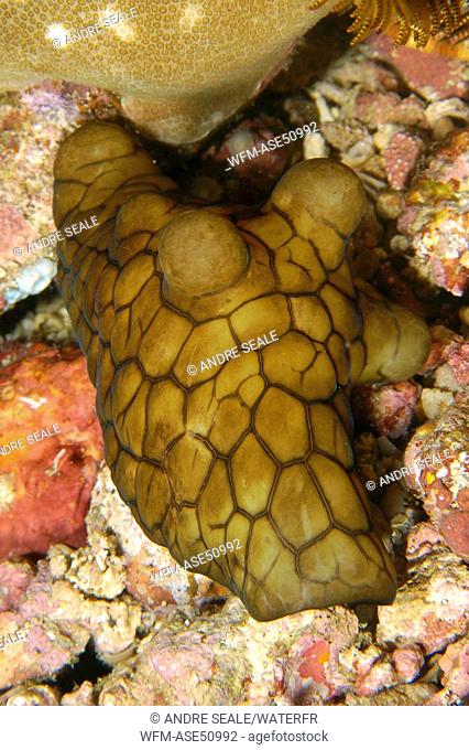 Lamellarid Snail, Coriocella sp., West Escarceo, Puerto Galera, Mindoro, Philippines