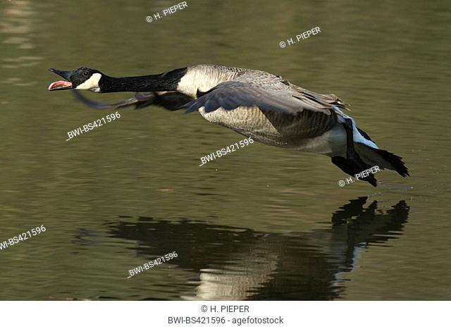 Canada goose (Branta canadensis), flys over water, Germany, North Rhine-Westphalia