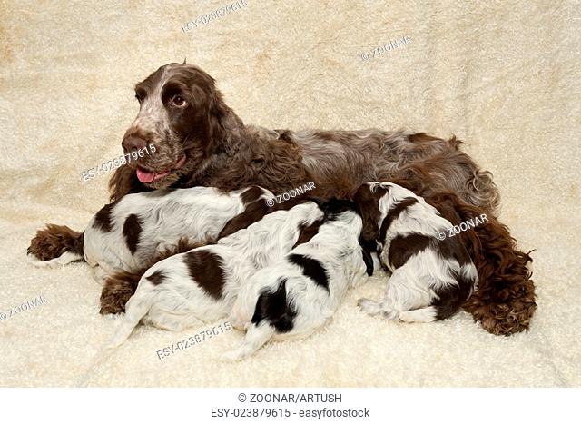 family of lying English Cocker Spaniel puppy