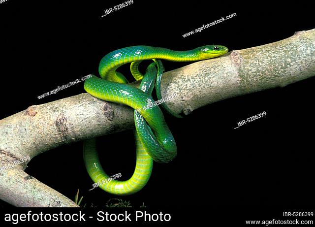 Green snake, opheodrys major, adult on branch against black background