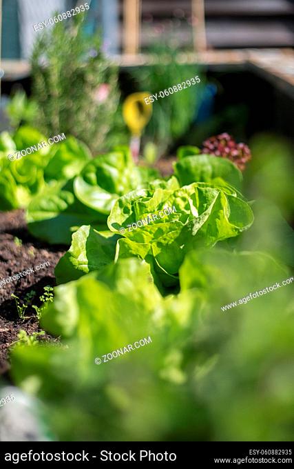 Salad, vegetables and herbs in raised bed. Fresh plants and soil
