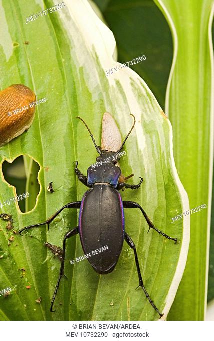 Violet Ground Beetle - eats slug on Hosta (Carabus violaceus)