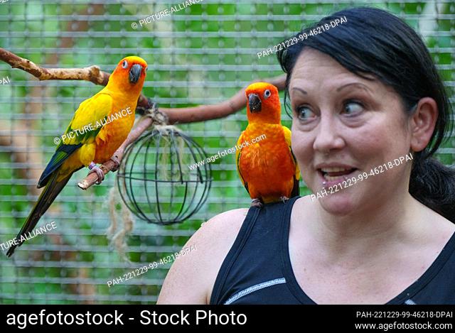 29 December 2022, Brandenburg, Potsdam: Animal keeper Rebekka feeds two sun parakeets (Aratinga solstitialis) during a press tour for the annual review of the...