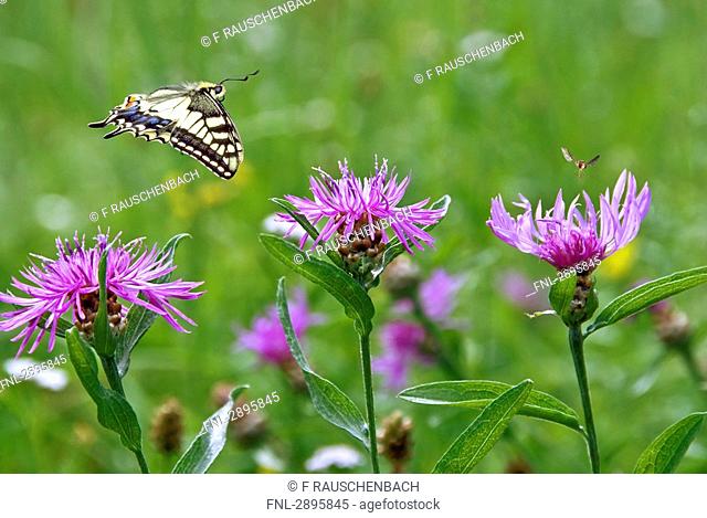 Swallowtail Papilio machaon fling to a knapweed, close-up