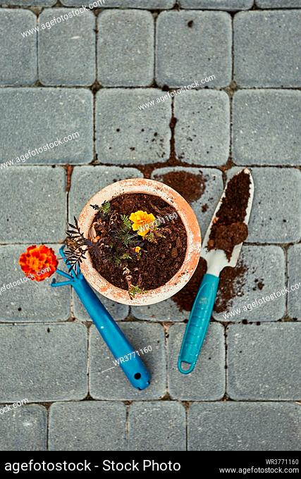 Replanting plant into a new pot. Top view of pot with flower and tools shovel and rake on bricks. Real people, authentic situations