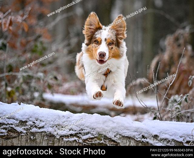 18 December 2022, Brandenburg, Sieversdorf: A five-month-old puppy of the Australian Shepherd breed. Photo: Patrick Pleul/dpa