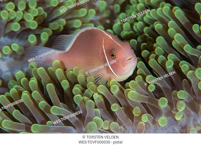 Malaysia, Orange skunk clownfish, Amphiprion sandaracinos