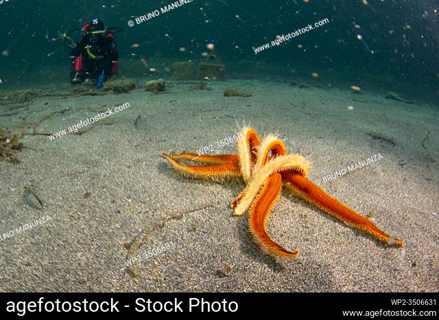 Seven-armed Sea Star, Luidia ciliaris, diver in the background. Sardinia, Italy