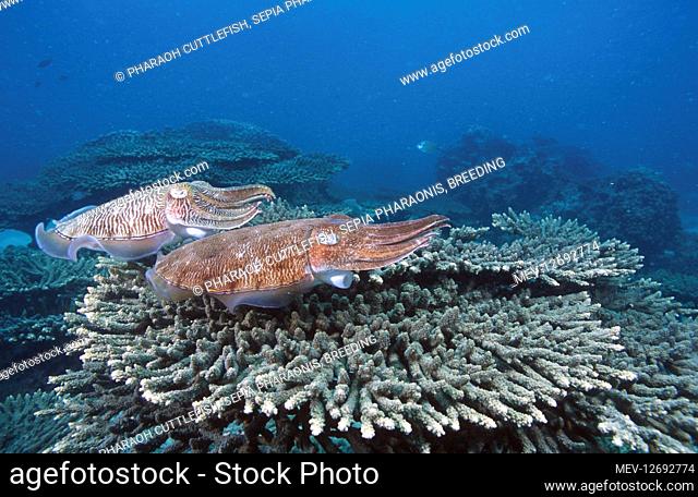 Pharaoh cuttlefish, Sepia pharaonis, Breeding couple. Umm Al-Maradem Island. Kuwait