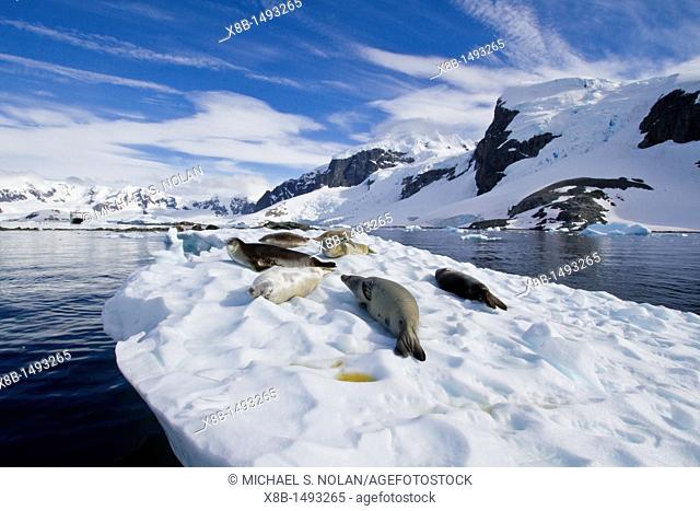 Crabeater seals Lobodon carcinophaga hauled out on ice floe near Cuverville Island in the Antarctic Peninsula  MORE INFO Crabeater seals often exhibit spiral...
