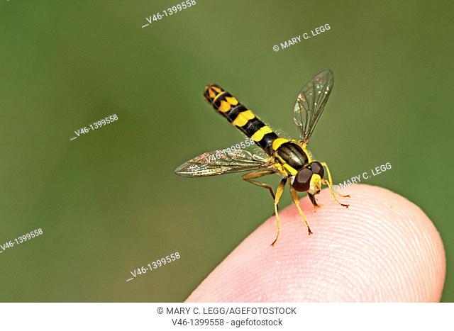 Sphaerophoria scripta on the photographer’s finger  The flower fly imitates the markings of a small wasp, but is stingless  Head toward camera  Small colorful...