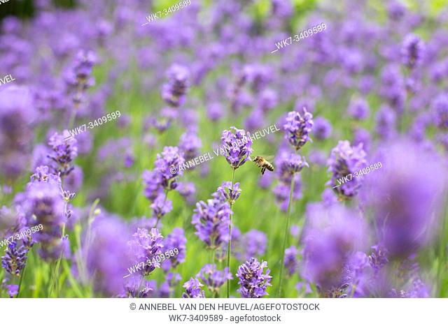 Violet lavender field with wasp in the summer, nature beauty colorful
