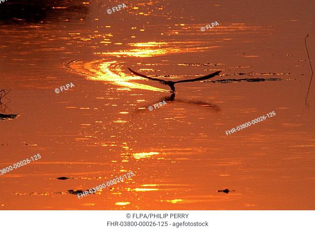 African Skimmer Rychops flavirostris in flight, skimming at sunset, South Luangwa N P , Zambia