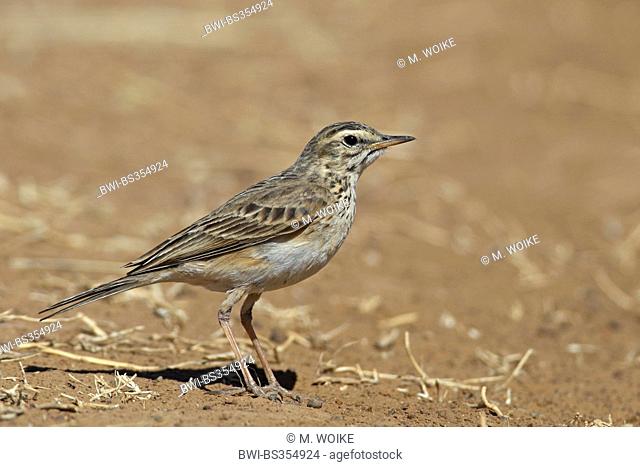 African Pipit (Anthus cinnamomeus), standing on the ground, South Africa, Barberspan Bird Sanctury