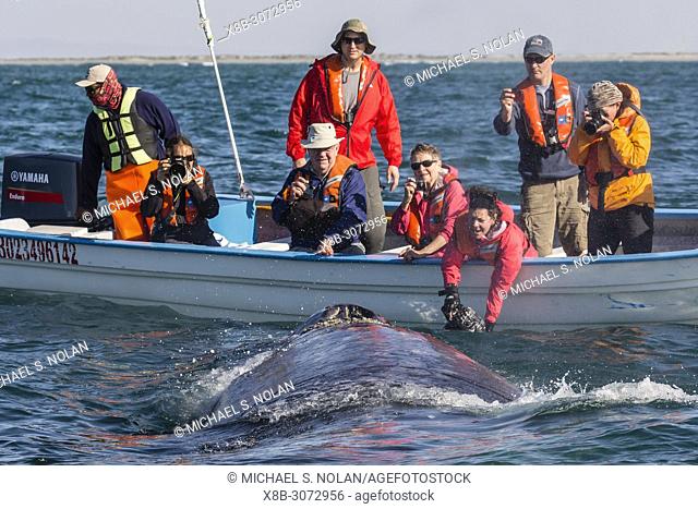 Adult California gray whale, Eschritius robustus, with tourists in San Ignacio Lagoon, Baja California Sur, Mexico