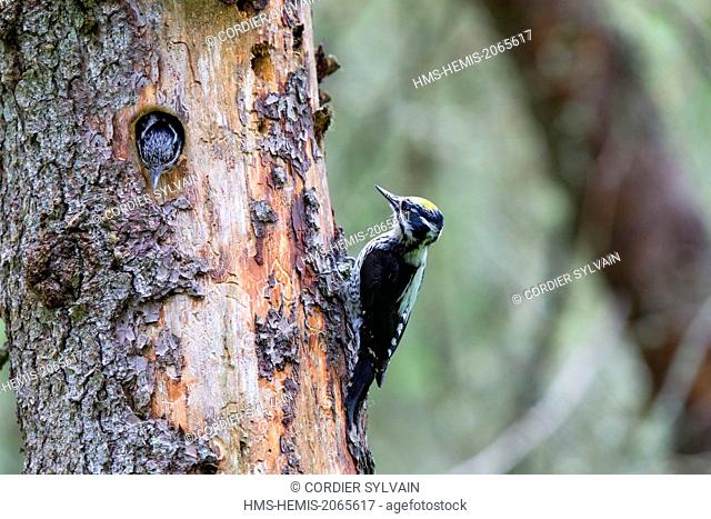 Finland, Kuhmo area, Kajaani, Three-toed Woodpecker (Picoides tridactylus), couple at the nest in a old pine tree, the female is going out of the nest