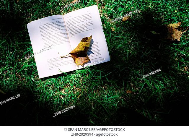 The Unbearable Lightness of Being, by Milan Kundera on a grassy field with an old maple leaf on top of it