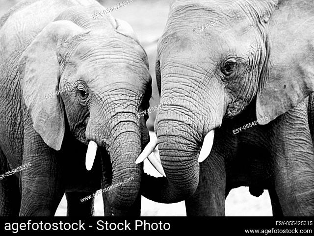 elephant, african bush elephant