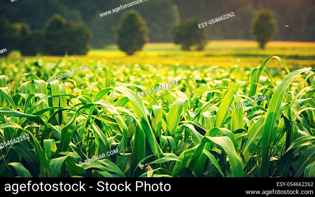 Green field with young corn at sunset. Agriculture