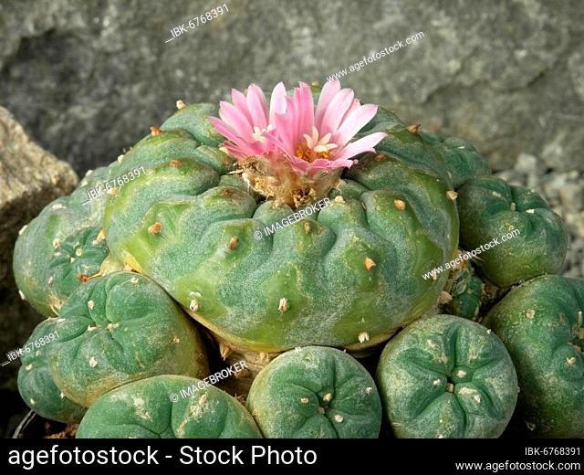 Lophophora fricii Peyotl, Narcotic Cactus, Liquorhead