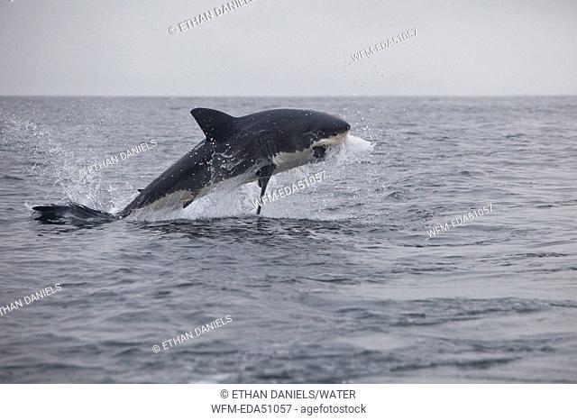 Breaching Great White Shark catches Prey, Carcharodon carcharias, Gansbaai, South Africa
