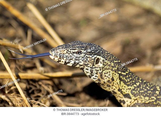 Nile Monitor (Varanus niloticus), showing its forked tongue, Kruger National Park, South Africa