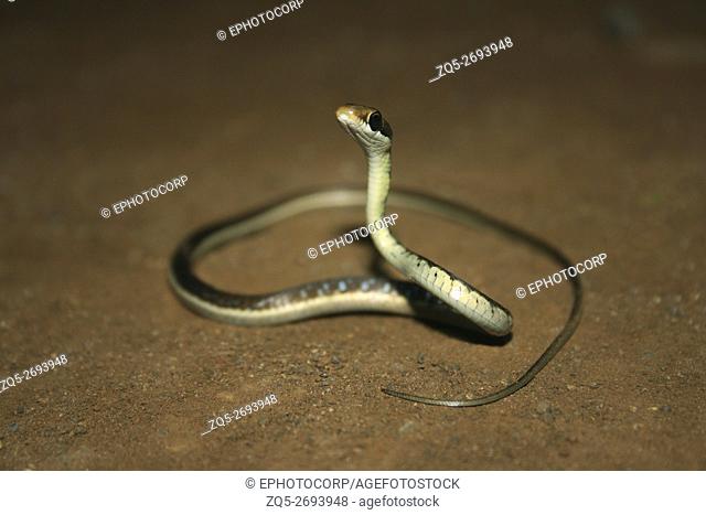 Bronzeback Tree Snake, Juvenile, Dendrilaphis tristis, Marol Police Camp, Andheri, Mumbai