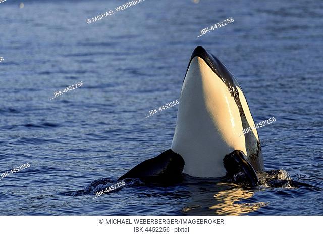 Orca or killer whale (Orcinus orca), spyhopping, Kaldfjorden, Norway